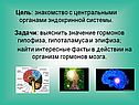 Знакомство с центральными органами эндокринной системы