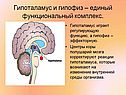 Гипоталамус и гипофиз