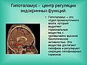 Гипоталамус