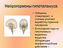 Гормоны мозга