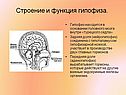Строение и функция гипофиза
