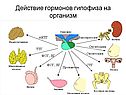 Действие гормонов гипофиза на организм