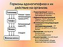 Гормоны аденогипофиза