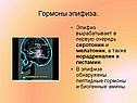 Гормоны эпифиза