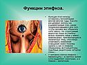 Функции эпифиза