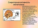 Секреторная активность мелатонина