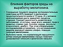 Влияние факторов среды на выработку мелатонина
