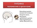 Гипофиз