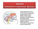 Эпифиз