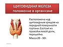 щитовидная железа положение в организме