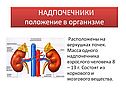 Гормоны в обмене веществ