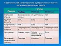 Грибная клетка