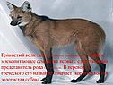 Гривистый волк