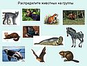 Группы млекопитающих