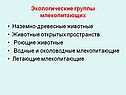 Экологические группы млекопитающих