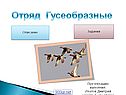 Отряд Гусеобразные