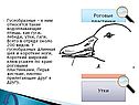 Роговые пластинки