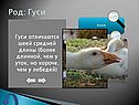 Гуси отличаются шеей средней длины