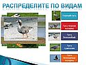 Горный гусь