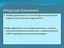 Амбра