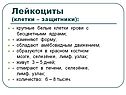 Лейкоциты