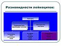 Разновидности лейкоцитов