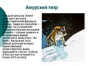 Амурский тигр