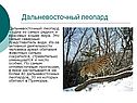 Дальневосточный леопард