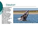 Серый кит