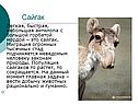 Сайгак