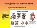 Мутационная изменчивость