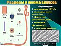 Размеры и форма вирусов