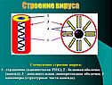 Строение вируса