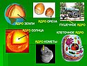Ядро ореха