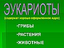 Грибы