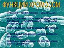 Ядро биология