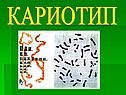 Кариотип