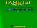 Гаплоидный набор