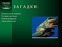 Характеристика амфибий