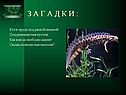 Кто в пруду под ряской пышной
