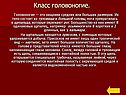 Класс Головоногие