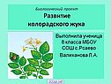 Развитие колорадского жука