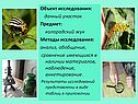 Колорадский жук