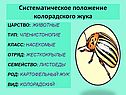 Характеристика колорадского жука