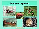 Личинка и куколка