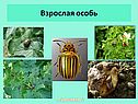 Взрослая особь