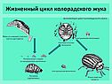 Жизненный цикл колорадского жука