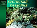 Кладония