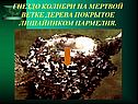 Гнездо колибри