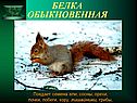 Белка обыкновенная